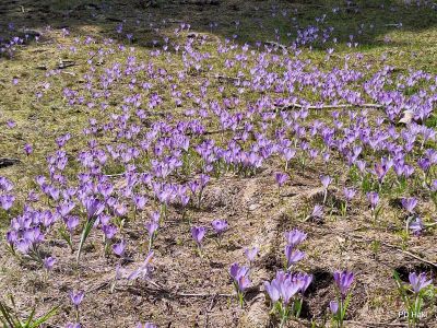 Drago-Lipic-MO-Velika-Planina-2026-002.jpg