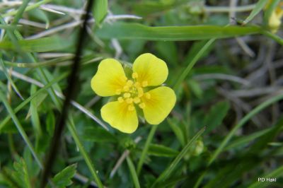 Fistravec_Menina_planina_2011-131.JPG