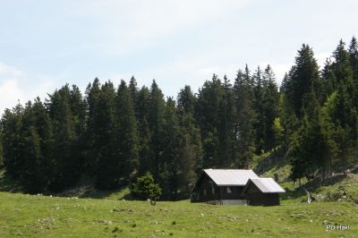 Fistravec_Menina_planina_2011-140.JPG