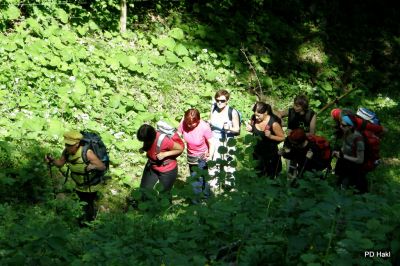 Fistravec_Menina_planina_2011-46.JPG