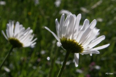 Fistravec_Menina_planina_2011-52.JPG