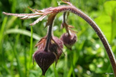 Fistravec_Menina_planina_2011-86.JPG