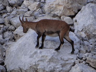 Triglav_2014_28.JPG