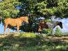 Marjan-Pauric-Menina-planina-2025-017.jpg